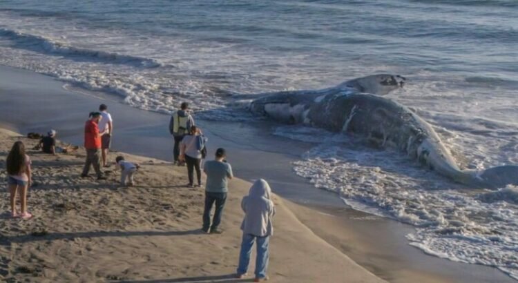 Hallan ballena muerta en Playas de Tijuana