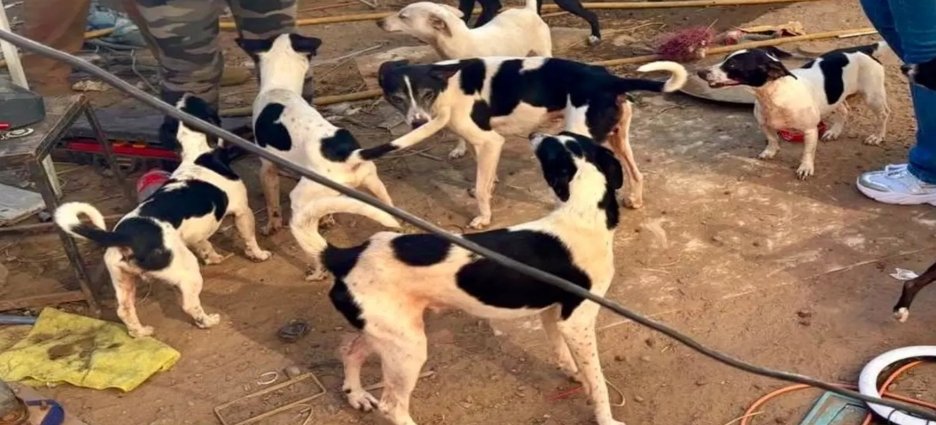 Rescatan a 21 perros en presunto caso de maltrato animal en el Centro de Tijuana