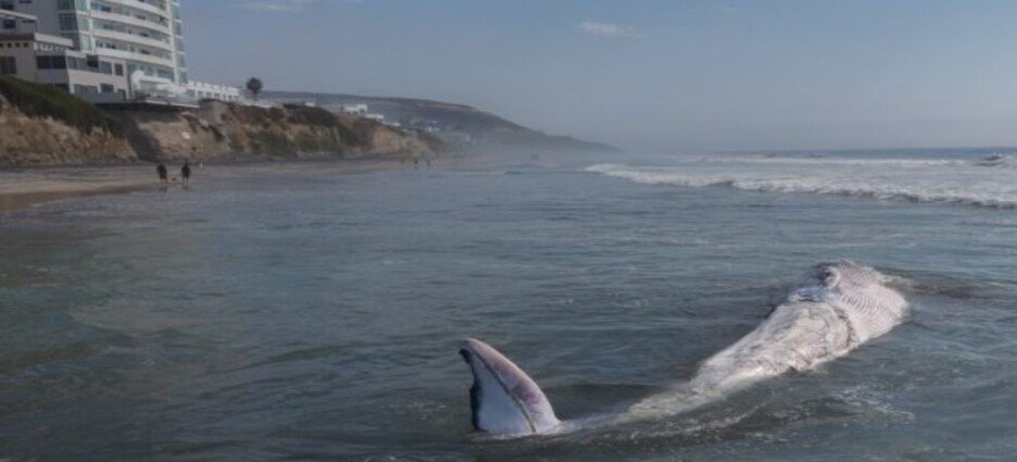 Ballena de 12 metros aparece sin vida en Playas de Tijuana
