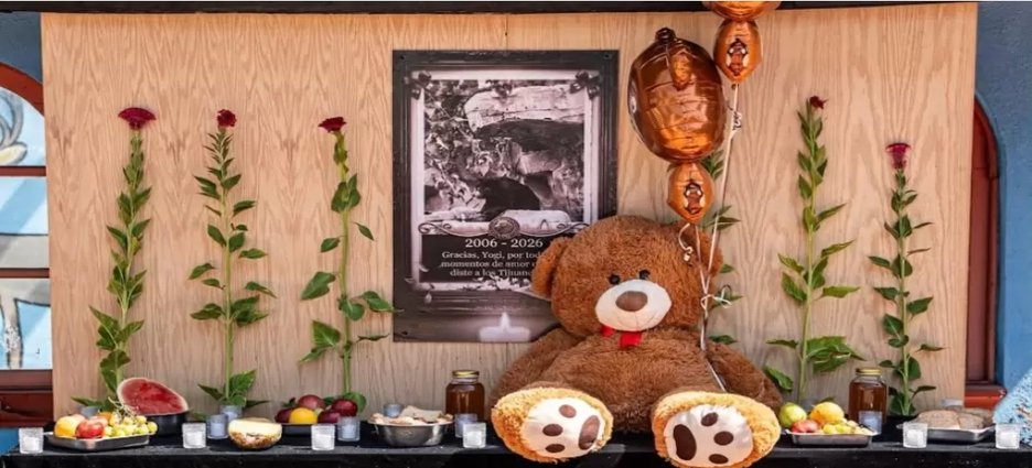 Tijuana despide a Yogi, el querido oso que durante dos décadas vivió en el Parque Morelos
